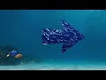 Finding Nemo The Live Action Remake Trailer