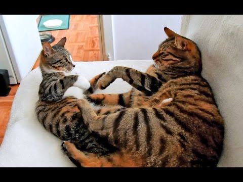 Male Cat vs Female Kitten