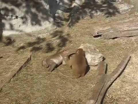 Grooming at Budapest, Maszat and Dezső (Hamadryas Baboon)