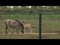 Statenlid PvdD Flevoland doet aangifte van verwaarlozing konikpaarden
