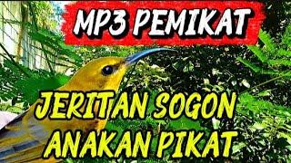 Download lagu Suara sogon anakan pikat !!! mp3
