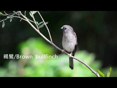 Hýľ hnedý (Pyrrhula nipalensis) — video o speve a chove
