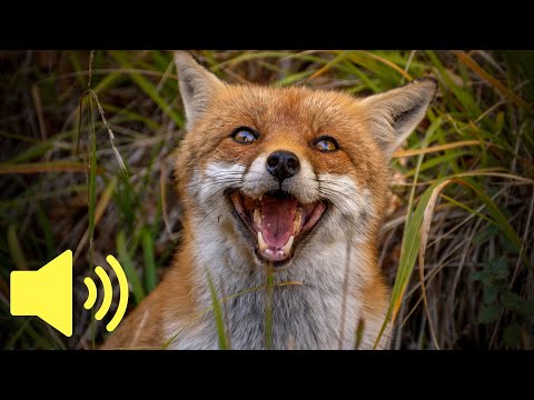 What does a Fox sound like? - Animal Sounds