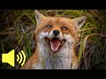 What Does A Fox Sound Like Animal Sounds