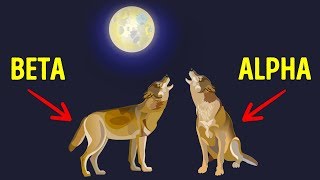 What Position Would You Be In A Wolf Pack?