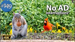 Uninterrupted CatTV 😻8 Hours of Birds 🐦 and Squirrels 🐿Feeder Video for Cats