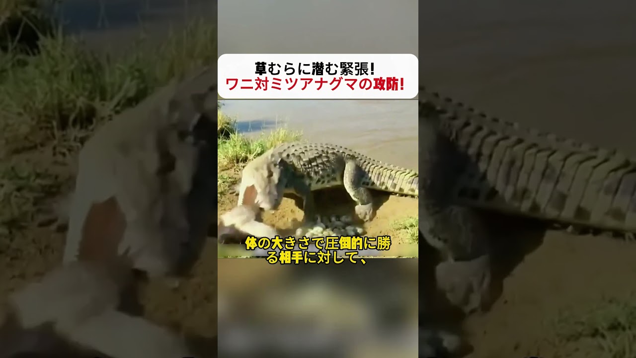 草むらに潜む緊張！ ワニ対ミツアナグマの攻防！ #野生生物 #自然観察 #捕食者 #生存戦略 #野生の知恵