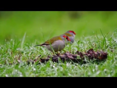 Amada červenoobrvá (Neochmia temporalis) — video o speve a chove