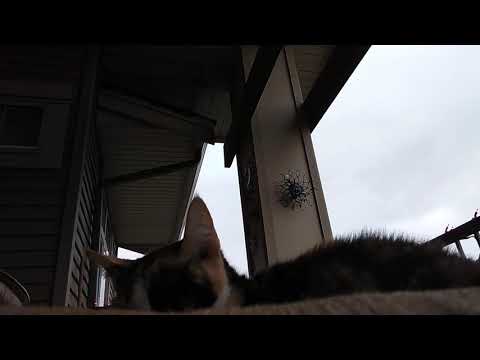 Old Hungarian Opera on the Deck 1 | Ambient Fall Sky, City Noises, and Cute Cats |