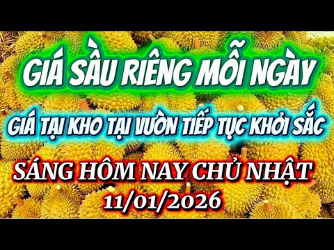 GIÁ SẦU RIÊNG MỖI NGÀY|SÁNG HÔM NAY CHỦ NHẬT/11/01/2026| Giải Trí Miền Tây