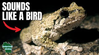 You Probably Think These 5 Sounds Are Birds…But They’re Not