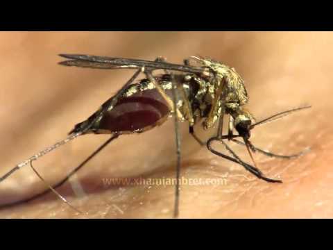 Mrekullia  ne krijimin e mushkonjes