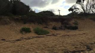 Beach detecting with Tim -Sammy- Richie at Ocean beach