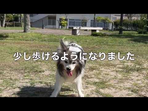 茶太郎くん少し歩けるようになりました