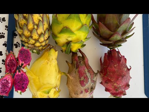Dragon Fruit Testing- Patricia, DK Diego, DK16 and many more!