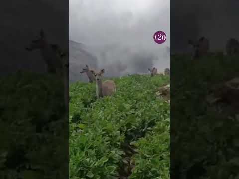 Así fue el avistamiento de venados cola blanca en páramo de Santander