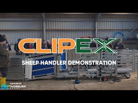 Clipex Automatic Sheep Handler in Action | Sheep Handling Made Easy