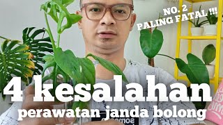 Download lagu Mistakes in Care of Widow Bolong Plants That Are Very Fatal - Widow Bolong Ornamental Plants Hits mp3 Download lagu Mistakes in Care of Widow Bolong Plants That Are Very Fatal - Widow Bolong Ornamental Plants Hits mp3
