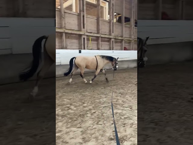 Poney &agrave; vendre 