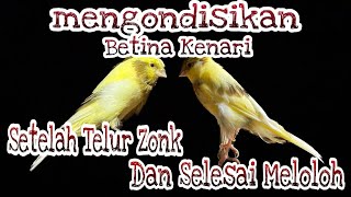 Download lagu CONDITIONING FEMALE CANARI AFTER LAYING BAD EGGS AND FINISHING FEEDING ‼️ mp3 Download lagu CONDITIONING FEMALE CANARI AFTER LAYING BAD EGGS AND FINISHING FEEDING ‼️ mp3