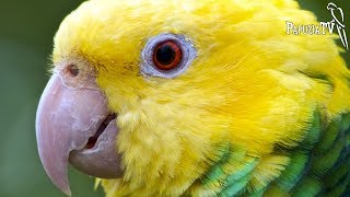 Parrot Yellow-throated
