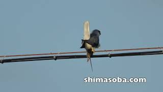 カタグロトビの狩り(動画あり)
