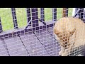 Logan S Run With Kittens 2020 06 10