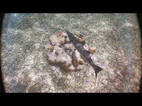 Video thumbnail — Barracuda Swimming Rowan Byrne Marine Biologist Belize May 2024
