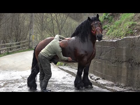 Armasarii lui Bexa Daniel de la Ciuruleasa, Alba - 2021 Nou!!!