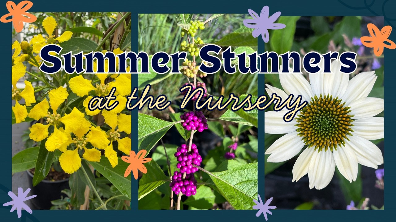 Heat Tolerant Plants for Austin Summers: Beautyberry, Gregg’s Mistflower, Butterfly Vine & Echinacea