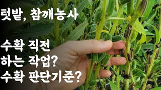 텃밭, 참깨농사 / 수확직전 하는 작업? / 참깨 수확 판단기준?
