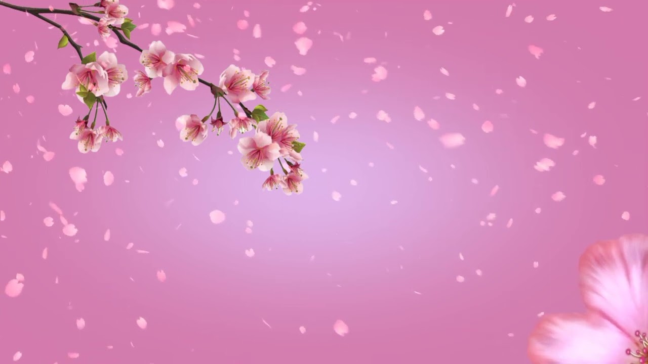 BACKGROUND VIDEO PINK THEME CHERRY BLOSSOM ANIMATION /no copyright