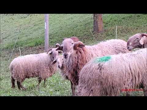 28^MOSTRA OVINA DELLA RAZZA FRABOSANA ROASCHINA E NON SOLO A ROASCHIA VAL GESSO (CN) 15 - 10 - 2023.