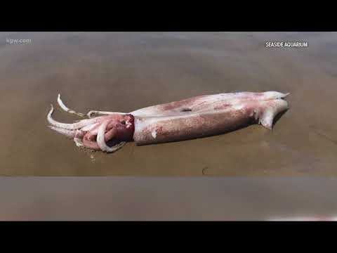 Ten-foot-long squid washes up near Cannon Beach