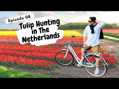 Tulip Hunting in Lisse, Netherlands