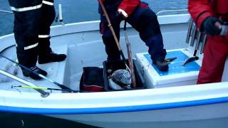 preview picture of video 'Monkfish 23,5 lb / Merikrotti 10 kg'