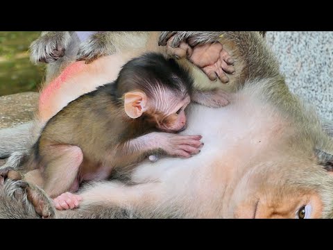 Tiny Baby Monkey Mira happy sleep hugs on the Mom Malika drink milk so lovely
