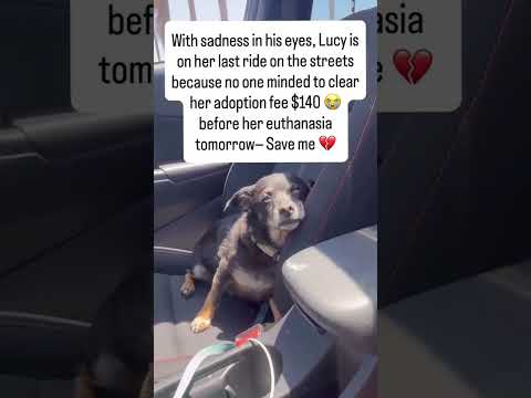 Please 💔 [Donate on the Link in Bio]🙏#usa #canada #uk  #australia #germany #florida #unitedstates