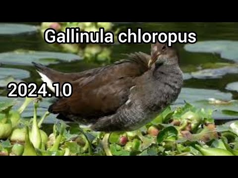 バルコニーキャノピー – プライベートエリアを見逃さない美しいプライバシースクリーン  庭園