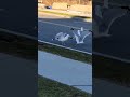 Seagulls Fighting Over Pizza