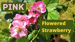 Download lagu Growing Strawberry Plants with PINK flowers! mp3