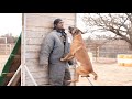 This Dog Attacked Me