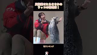貝殻乗せたらまさかの…ラッコの神対応！#ラッコ #可愛い動物 #癒し #衝撃映像 #動物あるある #ラッコの秘密 #神対応 #賢い動物 #感動 #ほっこり