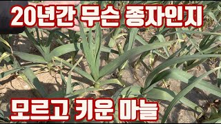 농수로!!! 20년간 무슨 마늘 품종인지 모르고 재배했는데!!! 와!!! 근데 잘 키웠다??? 농사 초보도 …