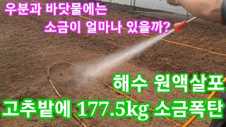 고추밭 150평에 177.5kg 소금폭탄 우분과 바닷물에는 소금이 얼마나 들어 있을까? 해수농법 바닷물 희석…