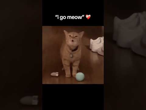 i go meow cat but it gets slower