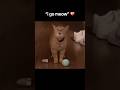I Go Meow Cat But It Gets Slower