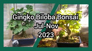 Gingko Biloba Bonsai Jul Nov 2023
