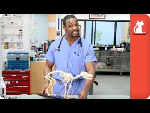 YouTube video about: Where to get a cat declawed near me?