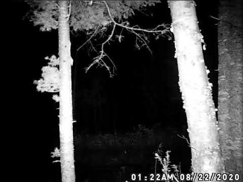 New Brunswick Moose Cow August 22nd 2020 @ 1122 AM